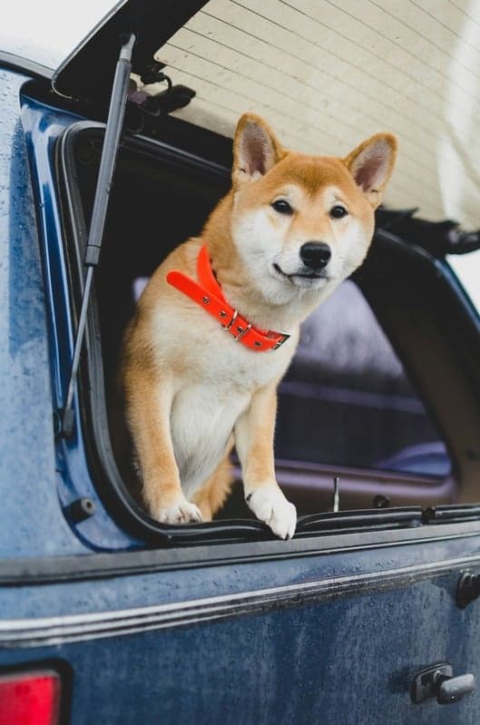 Chien souriant dans une voiture