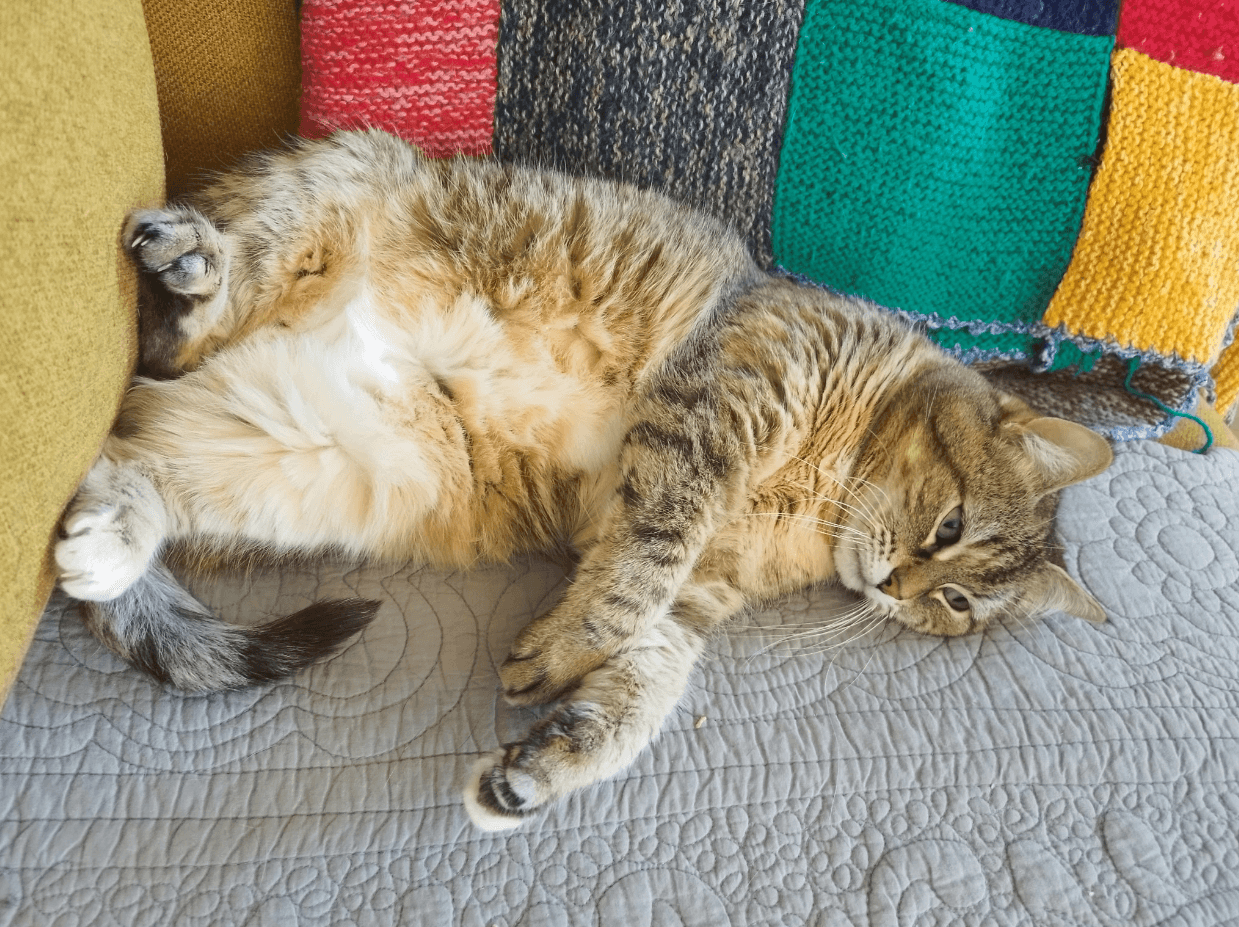 Chat recevant des câlins à domicile